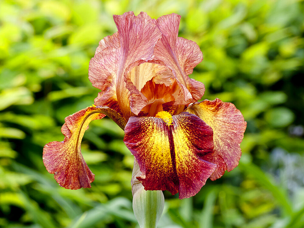 Iris 'Showy Devil' Obtenteur : Plough 1975