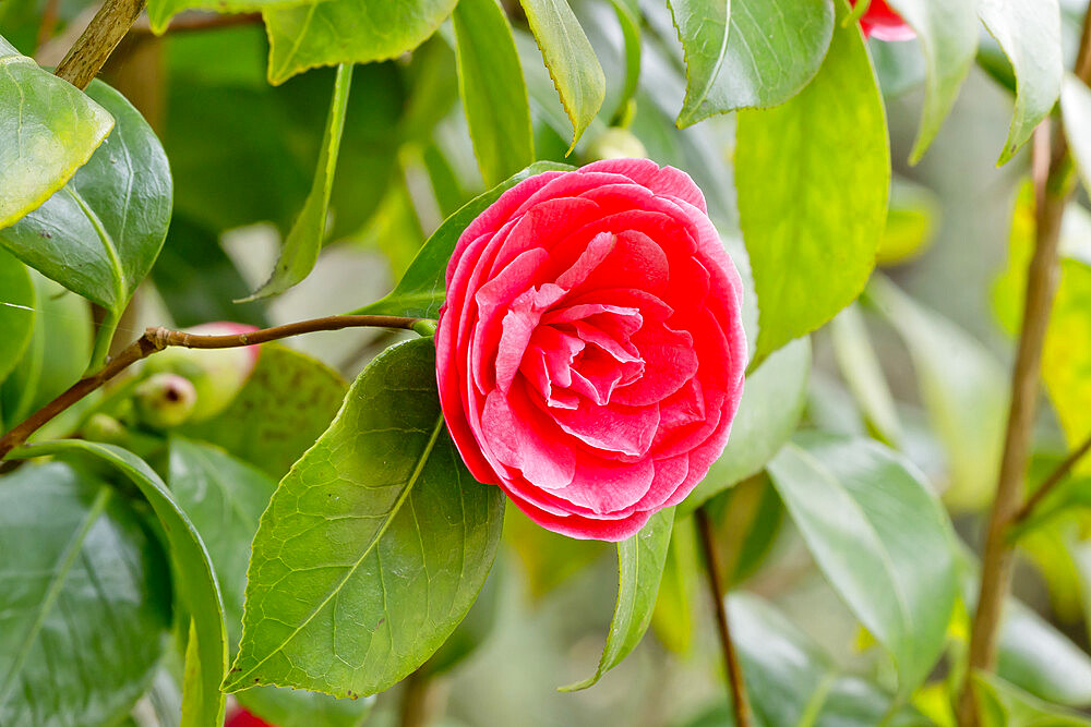 Camellia 'Madame Lebois' in bloom in a garden *** Local Caption *** (FRA) 1853