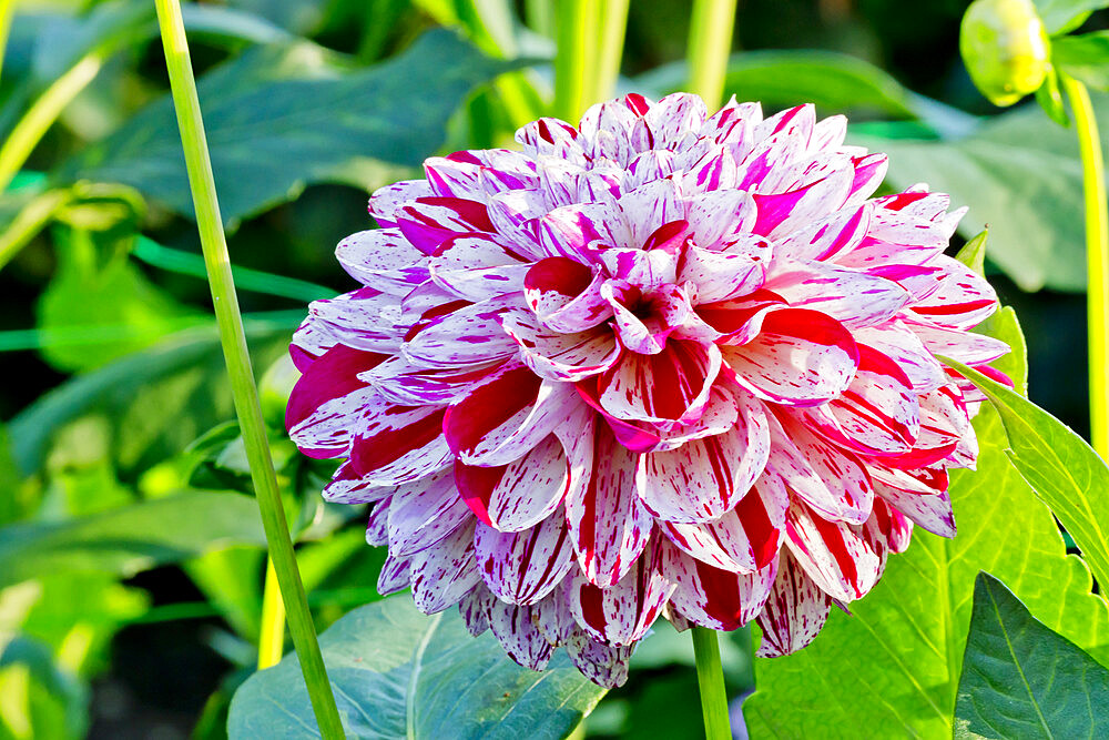 Dahlia 'Lajkonik' in bloom in a garden *** Local Caption *** Reg. : (POL) 2008