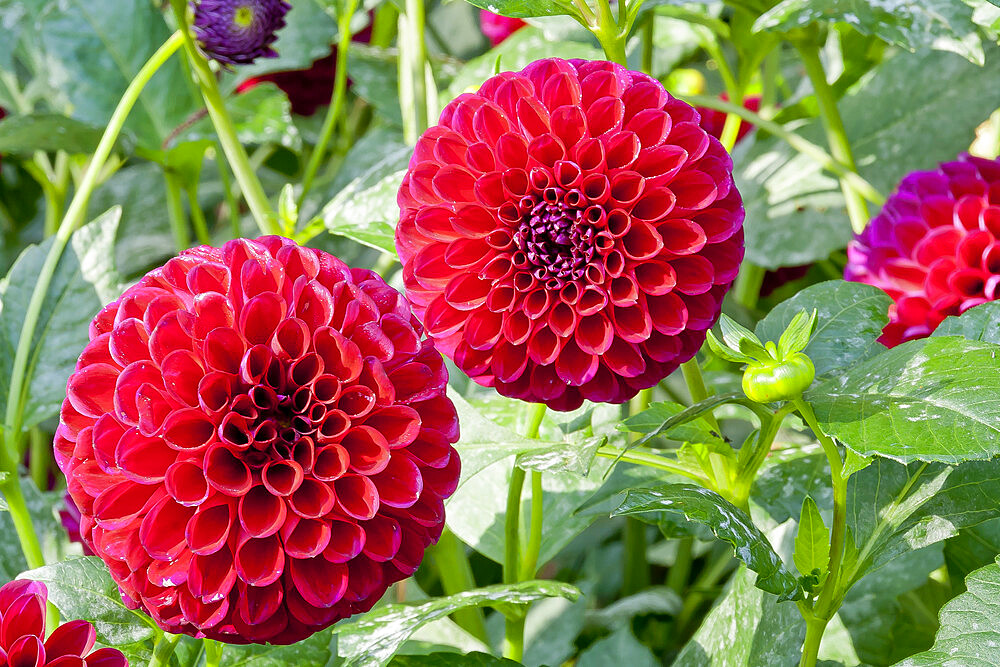 Dahlia 'Anka' in bloom in a garden *** Local Caption *** Reg. : Legutko (POL)