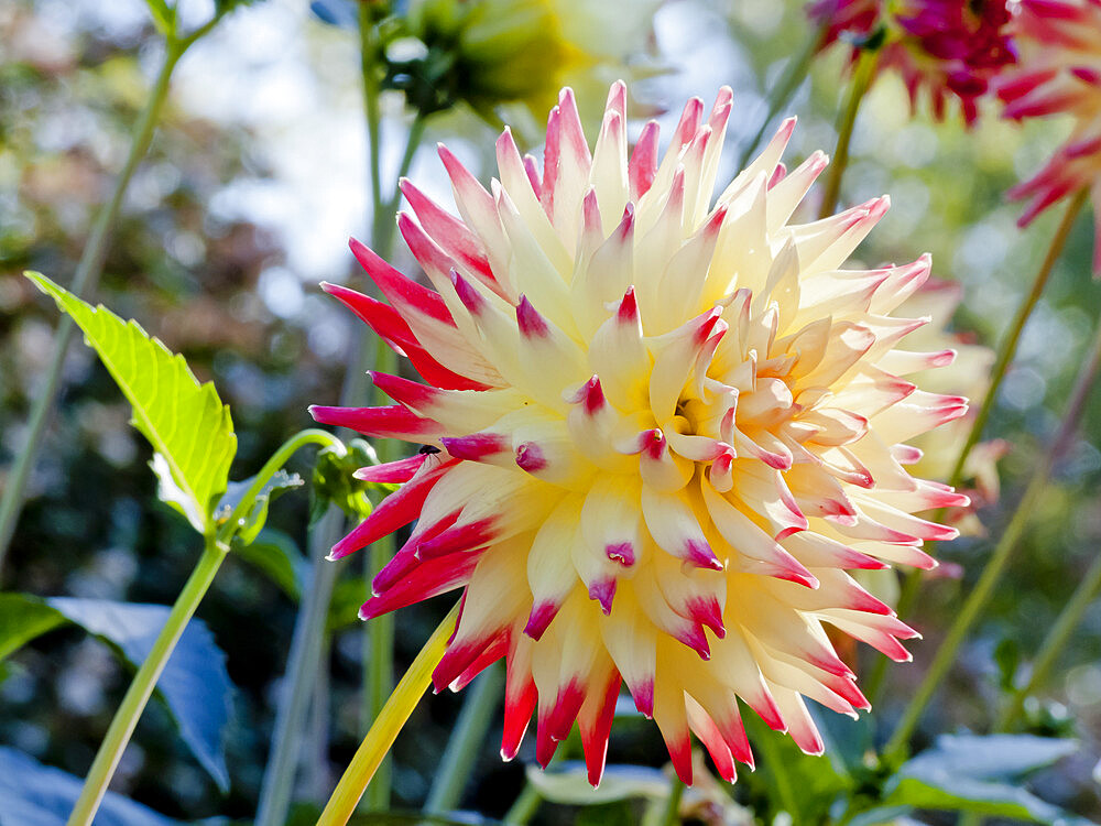 Dahlia 'Aviator' in bloom in a garden *** Local Caption *** Reg. : Van Veelen (NDL) 1979