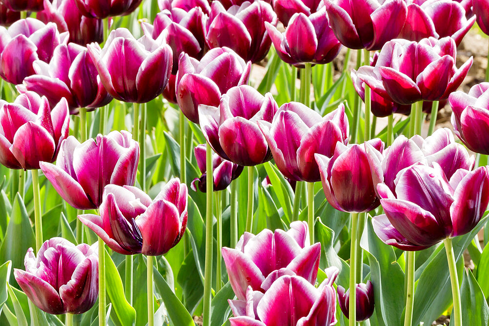 Tulip 'Alexander Pushkin' in bloom in a garden