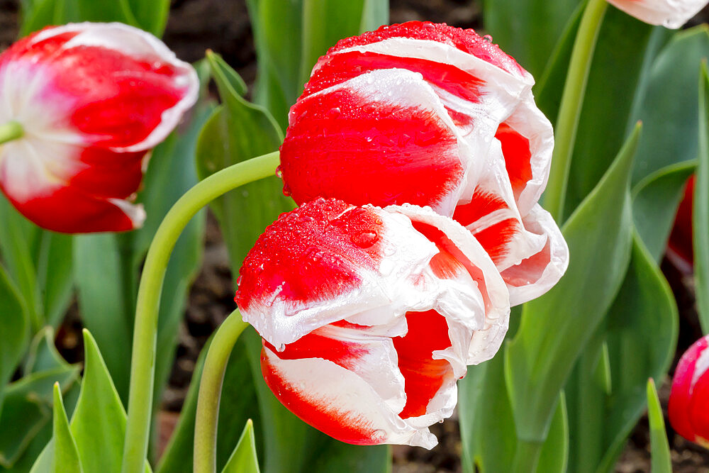 Tulip 'Willemsoord' in bloom in a garden