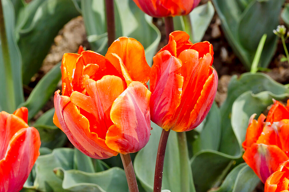 Tulip 'Hermitage' in bloom in a garden