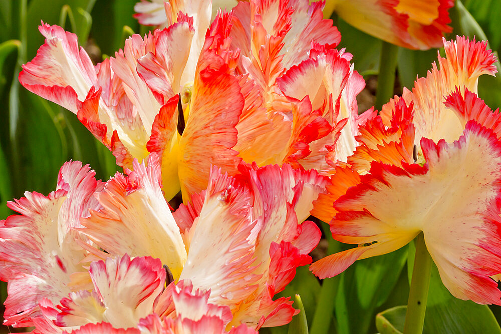 Parrot tulip 'Parrot King' in bloom in a garden