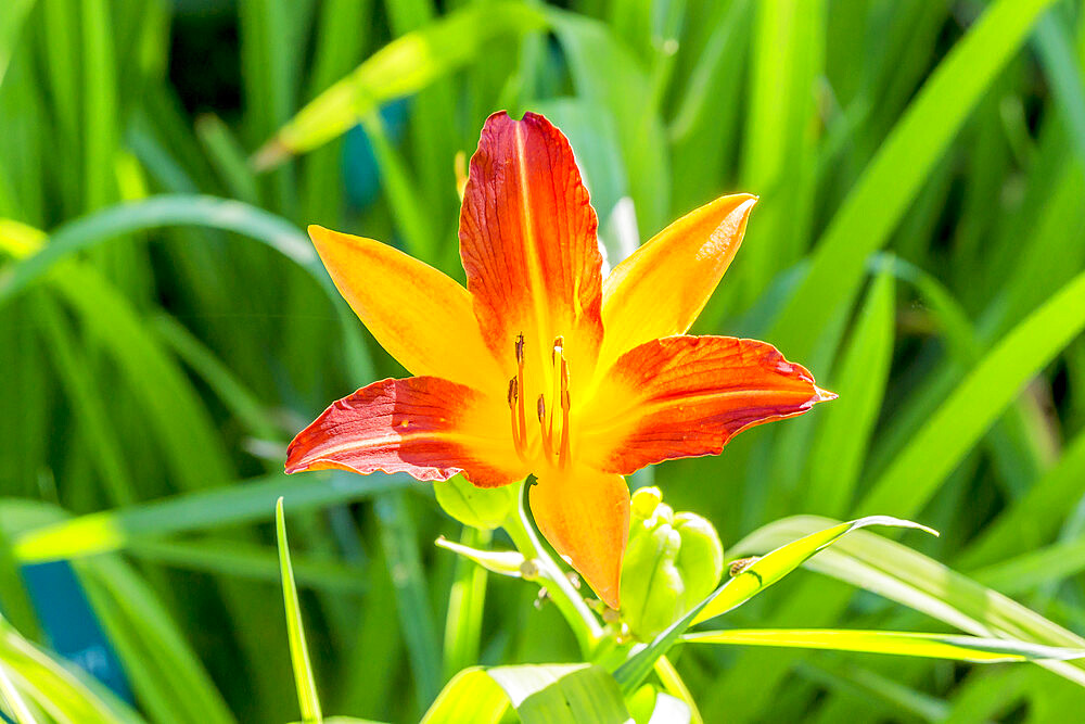 Hemerocalle 'Caballero' in bloom in a garden