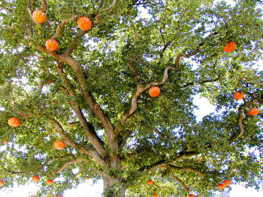 Le Potager extraordinaire, La Mothe-Achard, Vendee, France