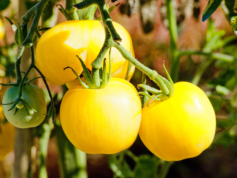 Tomate 'Lemon Ghost'