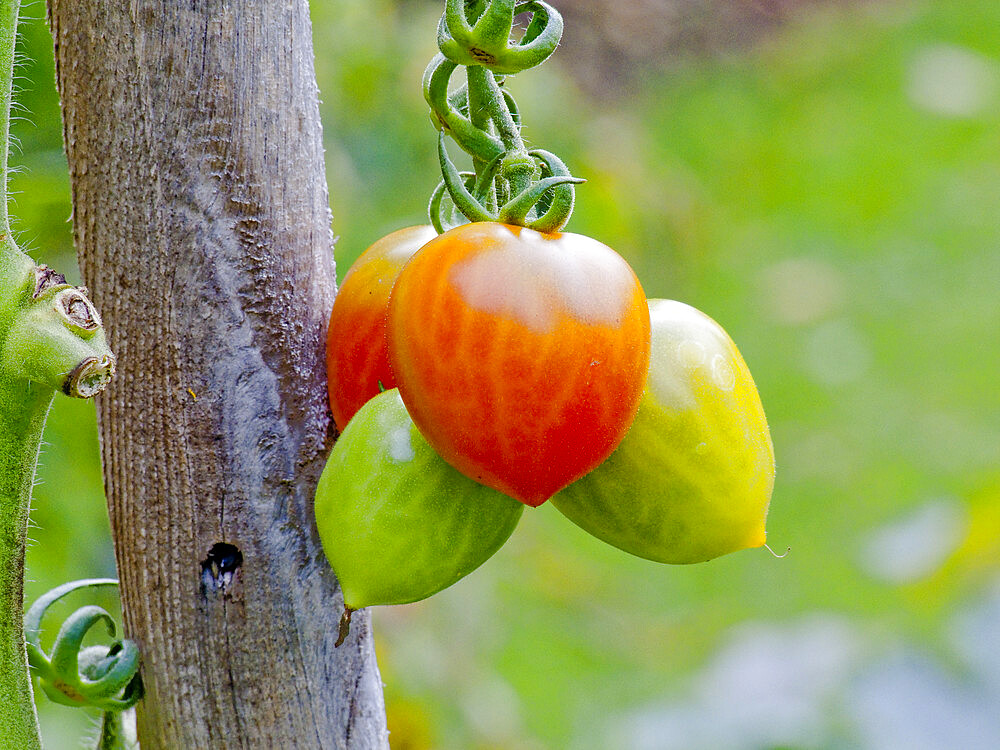 Tomate 'Docteur Carolyn'