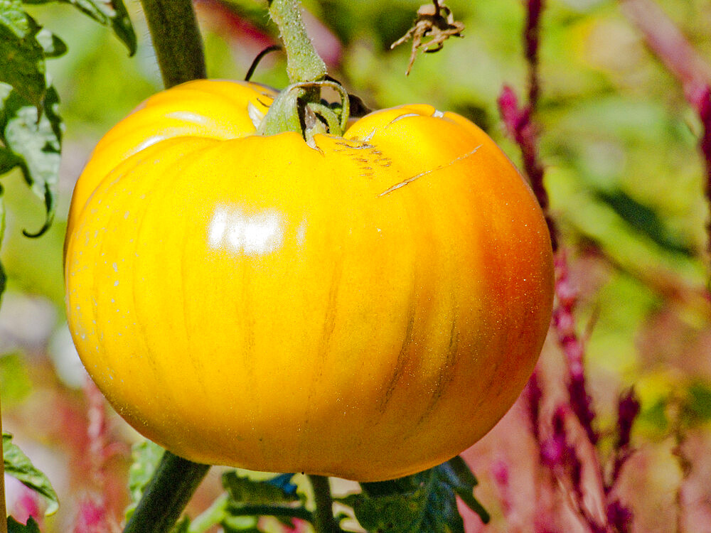 Tomate 'Mammoth German Girl'