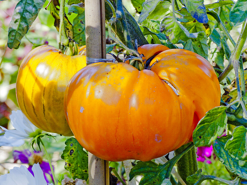 Tomate 'Orange Strawberry'