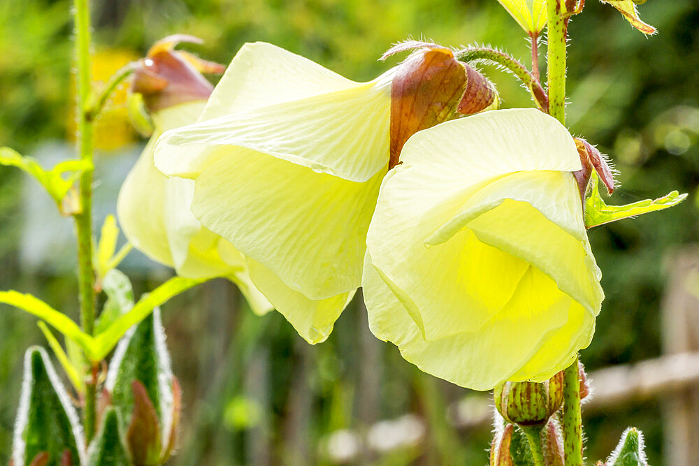 Abelmoschus manihot 'Sweet Hibiscus'