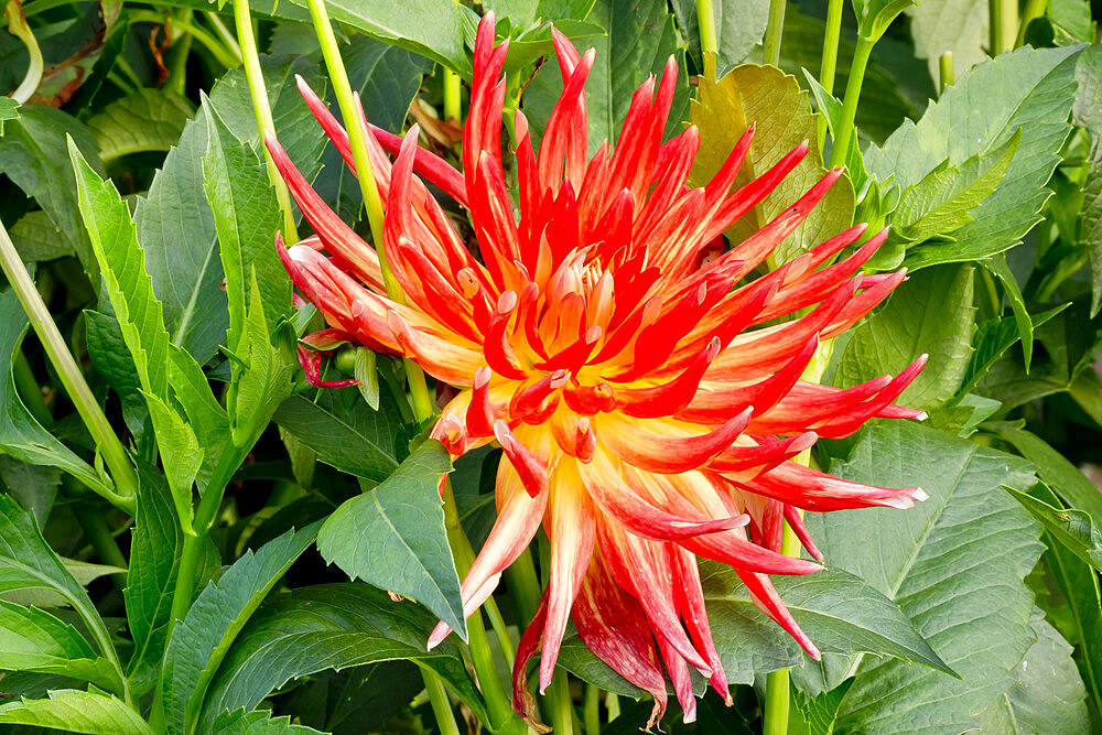 Dahlia 'Lucifer' in bloom in a garden