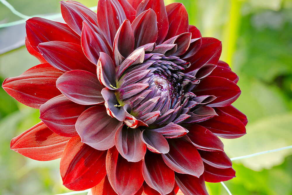 Dahlia 'Karma Choc' in bloom in a garden *** Local Caption *** Reg. : Verwer (NDL) 2005