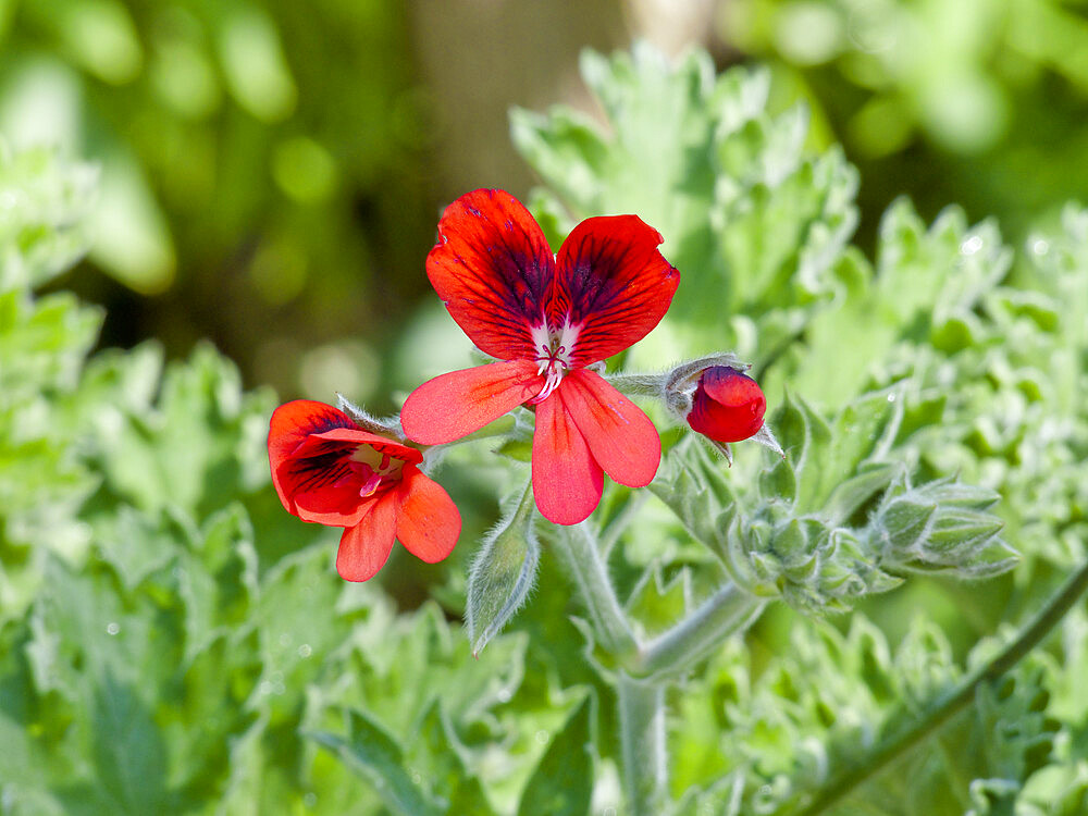 Pelargonium 'Crimson Unique' in bloom in a garden