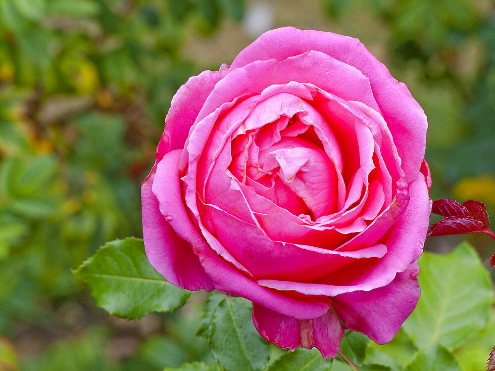 Rosa 'Auguste Renoir' in bloom in a garden *** Local Caption *** Reg. : Meilland 1993