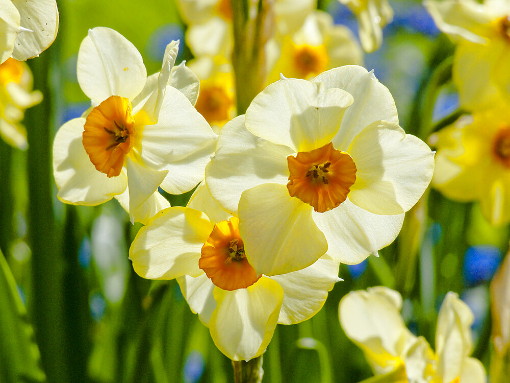 Narcissus tazetta 'Scarlet Gem'