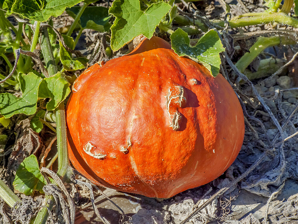 Cucurbita maxima 'Red October'