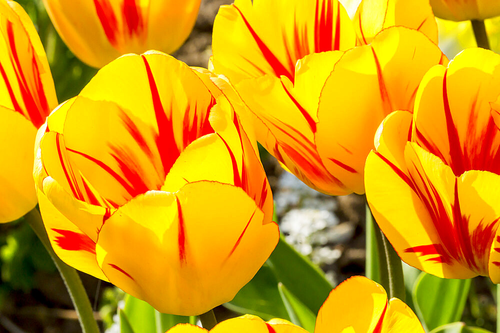 Tulip 'Olympic Flame' in bloom in a garden