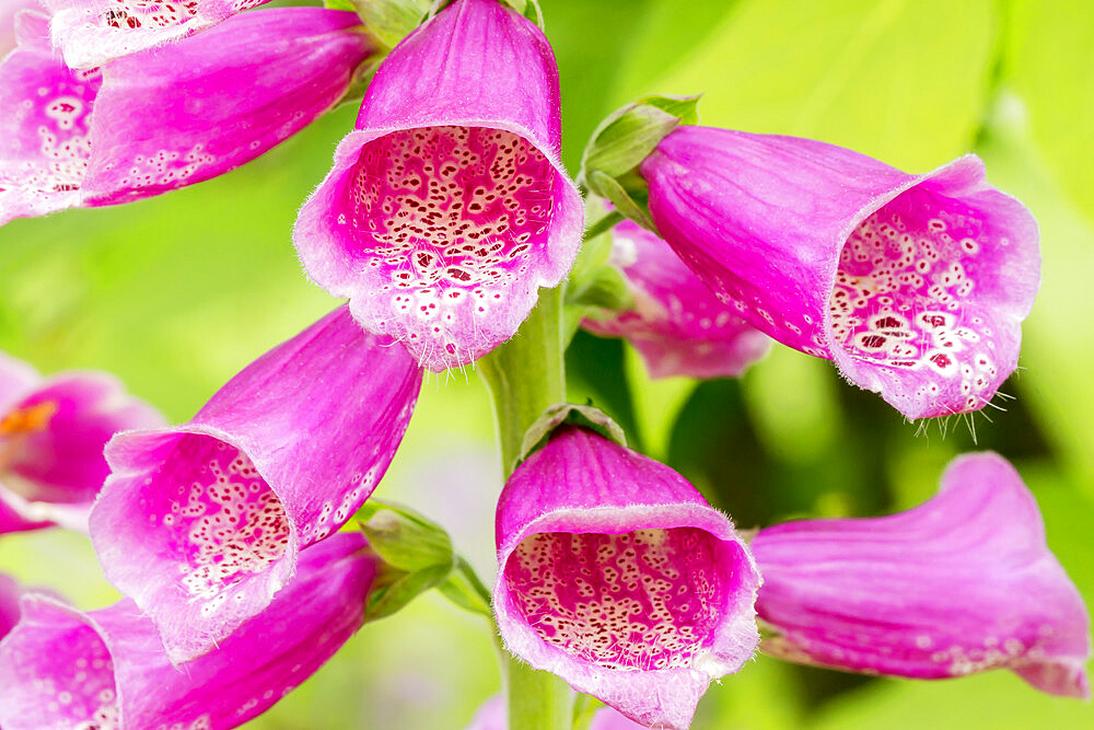 Digitalis purpurea Hybrides Excelsior