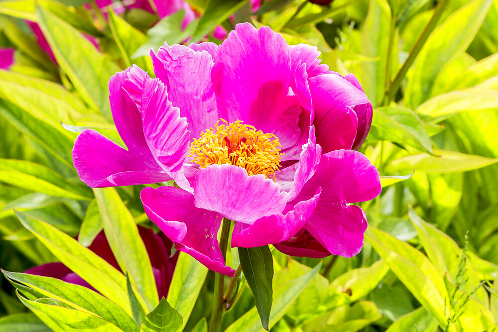 Peony 'Kojiki' in bloom in a garden *** Local Caption *** Breeder : Millet 1926