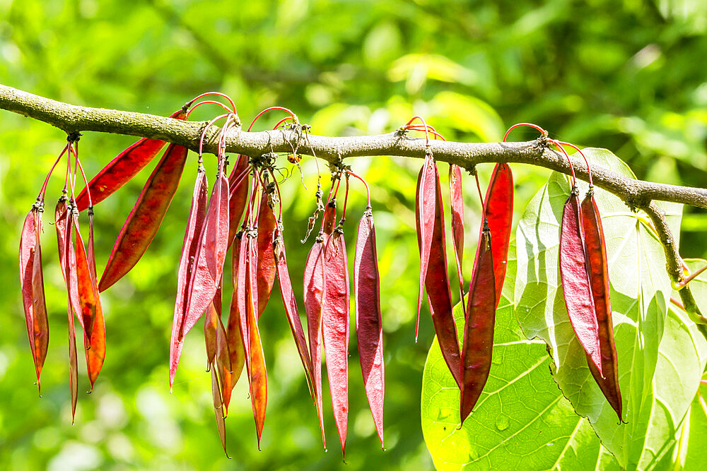 Cercis chinensis