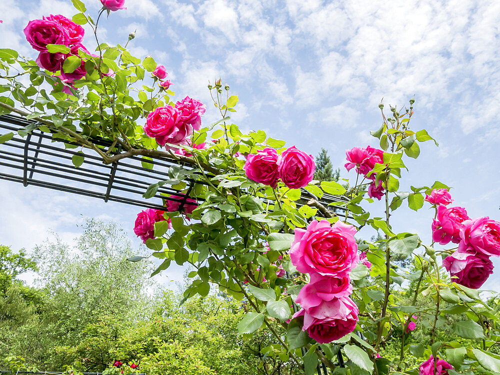 Rose tree 'Pink Cloud' in bloom in a garden *** Local Caption *** Breeder : Boerner (USA) 1952