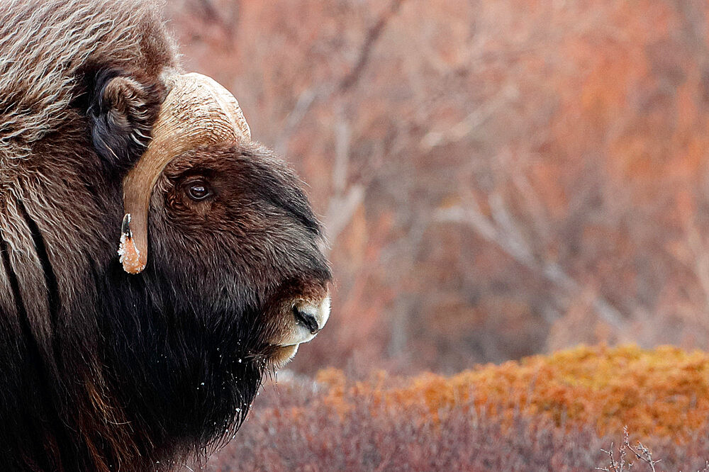 Musk ox (Ovibos moschatus) in the tundra, Dovrefjell, Norway