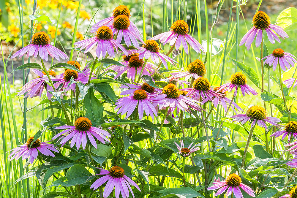 Echinacea purpurea 'Feeling Pink'