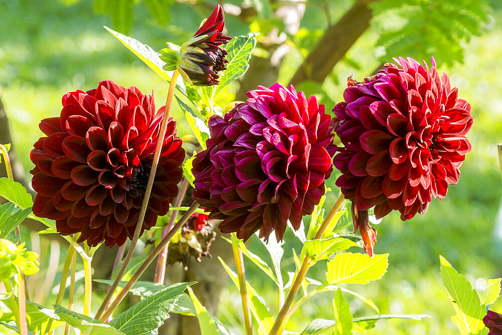 Dahlia 'Black Diamond' Obtenteur : Selbach (USA) 1947