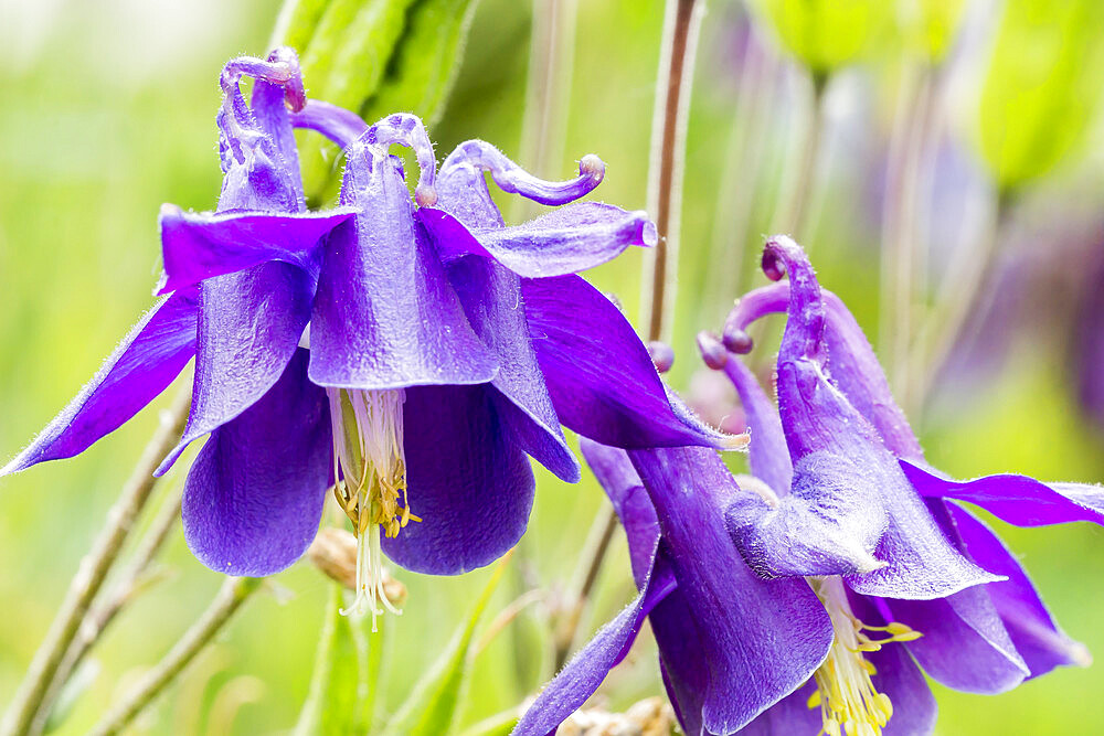 Aquilegia alpina