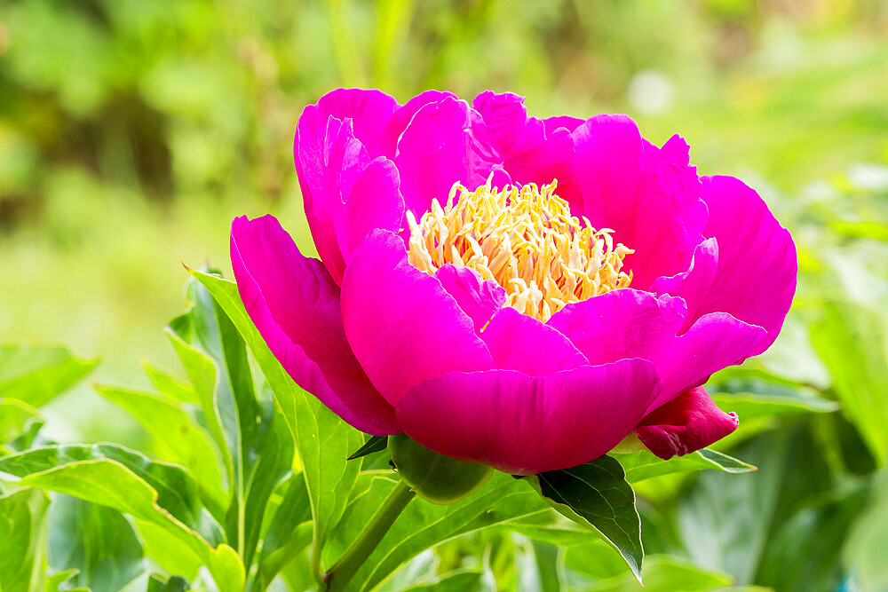 Peony 'Mikado' in bloom in a garden *** Local Caption *** Breeder : Petersen 1893