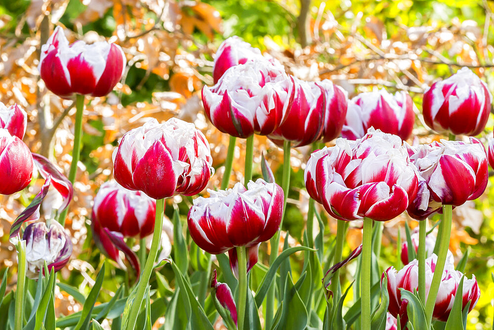 Tulip 'Horizon' in bloom in a garden