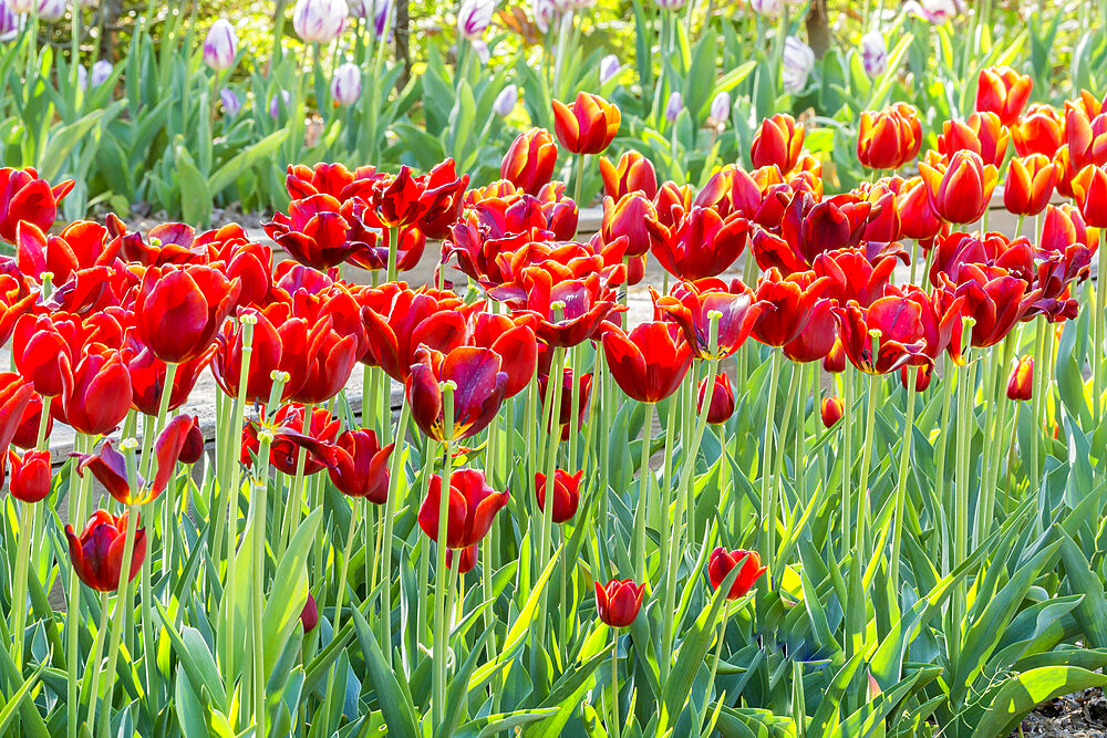 Tulip 'Abra' in bloom in a garden