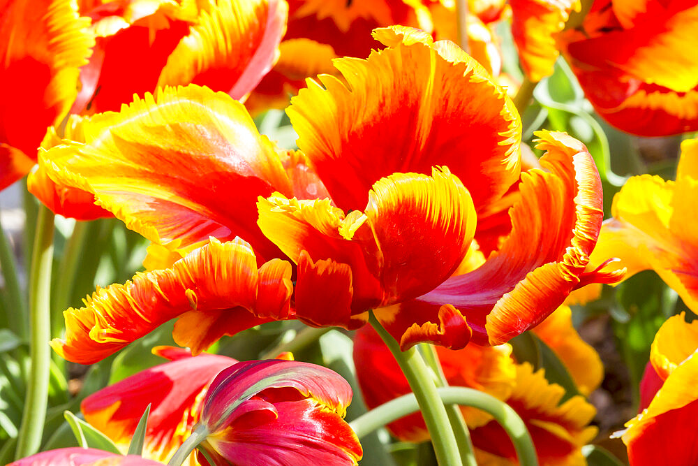 Tulip 'Bright Parrot' in bloom in a garden