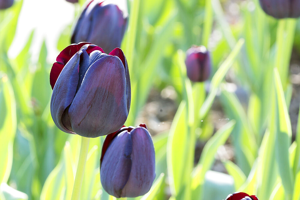 Tulip 'Pittsburg' in bloom in a garden