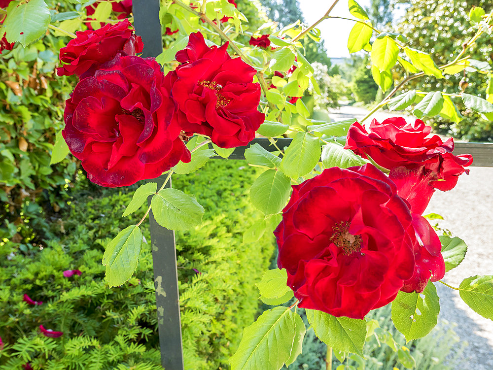 Rosa 'Guinee' Breeder : Mallerin (FRA) 1938