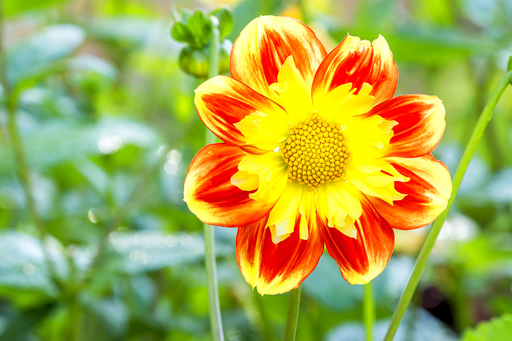 Dahlia 'Pooh' Breeder : Swan Island Dahlias (NDL) 1998