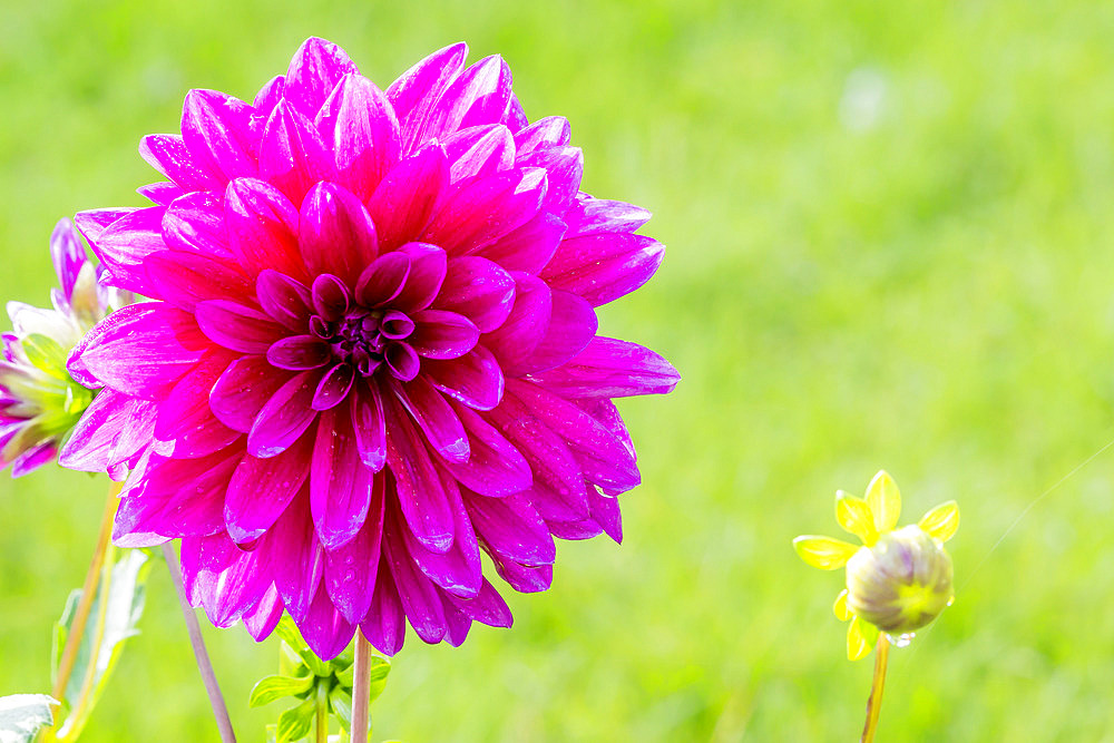 Dahlia 'Le Baron' Breeder : Aanhane (NDL) 1995