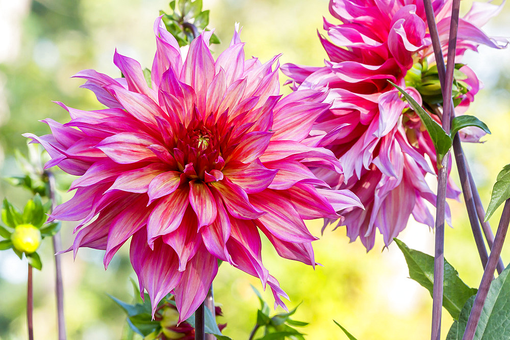 Dahlia 'Michele Mignot' Breeder : Truffaut (FRA) 1959