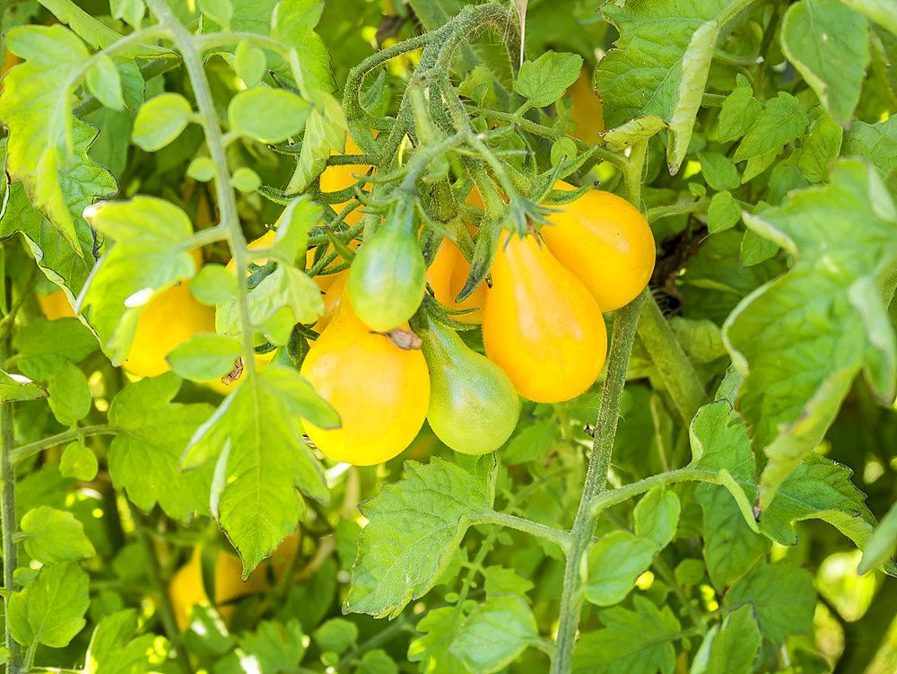 Tomate cerise 'Mirabelle Blanche'