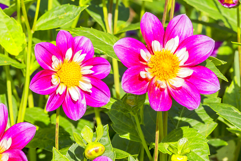 Dahlia 'Colvil' Breeder : Largant (FRA) 2017