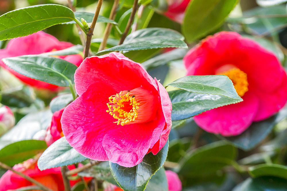 Camellia japonica 'Jean Laborey' (USA) 1985