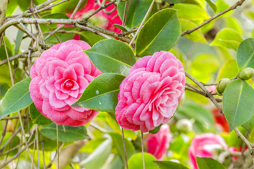 Camellia reticulata 'Mary Williams'