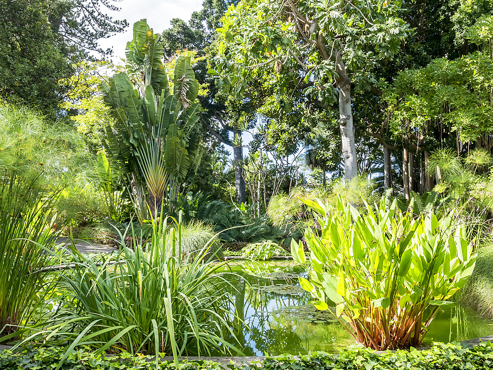 Sagittaria, Papyrus, Nympheae, Bassin central du Jardin de Aclimatacion de la Orotava, Ravenala madagascariensis, Puerto de La Cruz, Tenerife, Iles Canaries, Espagne