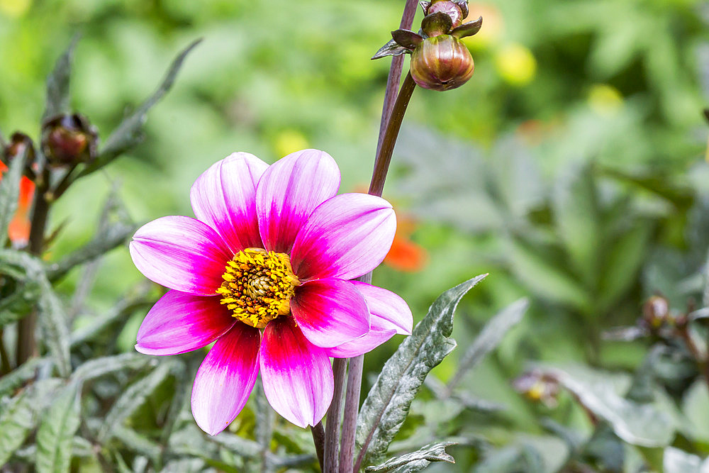 Dahlia 'Happy Single Wink' Breeder : Verwer (NDL) 2005