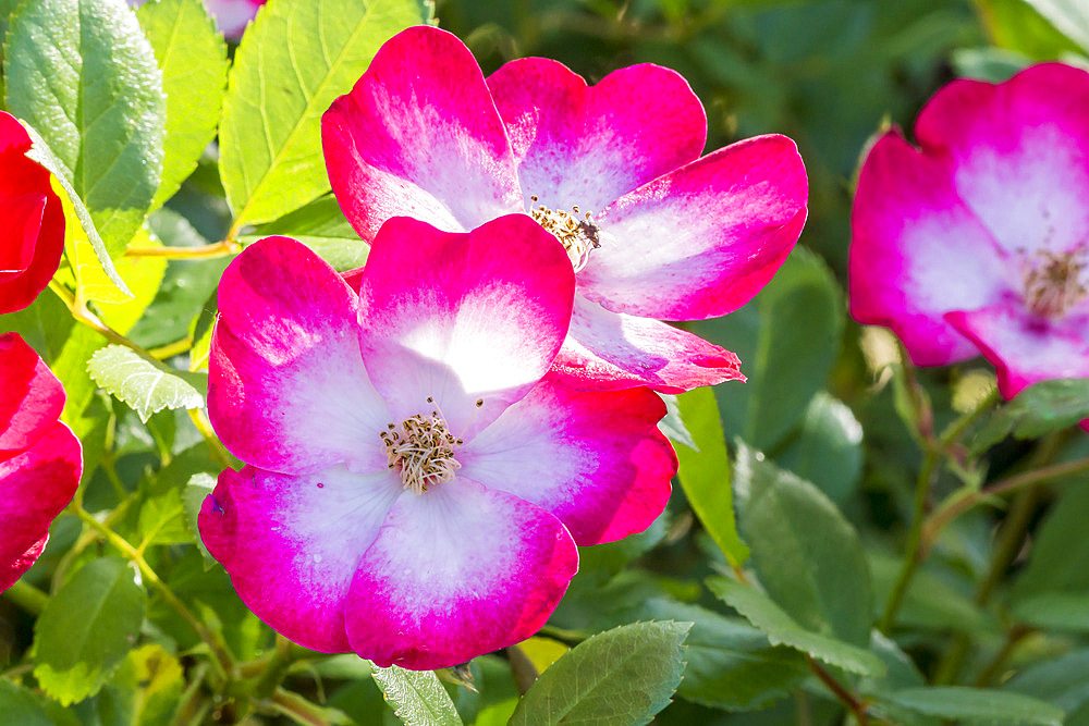 Rosa 'Bukavu' Breeder : Lens (BEL) 1998