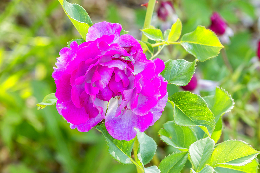 Rosa 'Blue Eden' Breeder : Carruth (USA) 2004