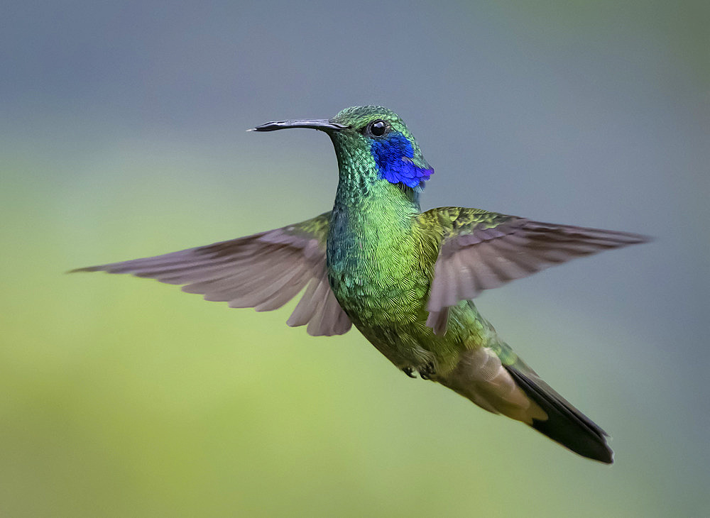 Lesser Violetear (Colibri cyanotus), hovering, Peru