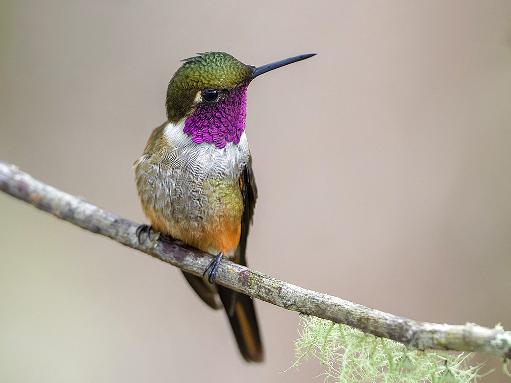 Magenta-throated Woodstar (Calliphlox bryantae) male on a branch, Costa Rica